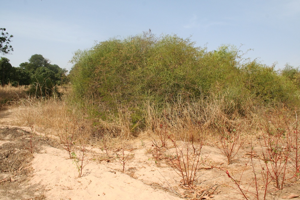 Fields outside Ndiassane